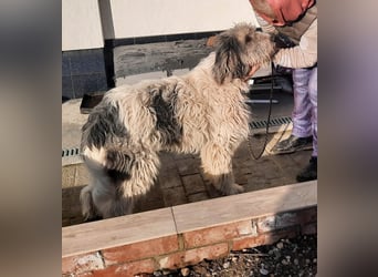 Bin ich ein HSH ? hm vielleicht ein Mioritic-Mix....