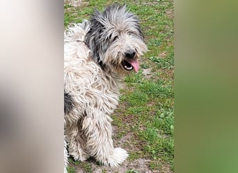 Bin ich ein HSH ? hm vielleicht ein Mioritic-Mix....