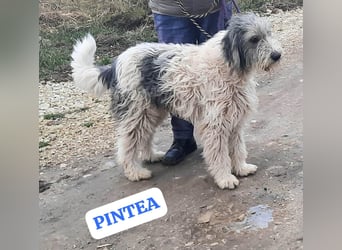 Bin ich ein HSH ? hm vielleicht ein Mioritic-Mix....