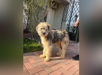 Ari - voller Lebensfreude