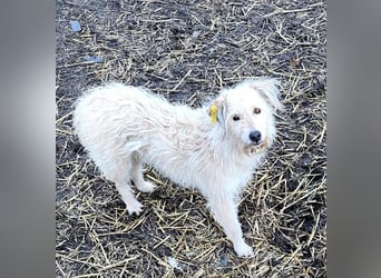 LEOTIE ♥ - Gerettet aus Horror Tötung Slatina, Ostern'22