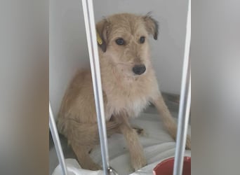 LEOTIE ♥ - Gerettet aus Horror Tötung Slatina, Ostern'22