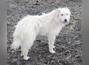 LEOTIE ♥ - Gerettet aus Horror Tötung Slatina, Ostern'22