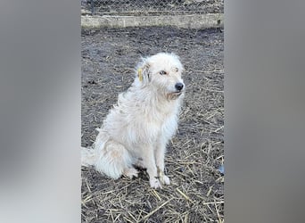 LEOTIE ♥ - Gerettet aus Horror Tötung Slatina, Ostern'22