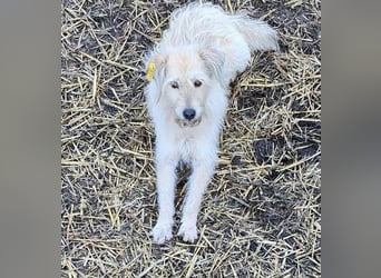 LEOTIE ♥ - Gerettet aus Horror Tötung Slatina, Ostern'22