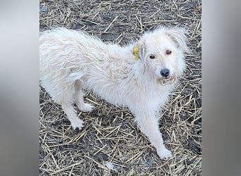 LEOTIE ♥ - Gerettet aus Horror Tötung Slatina, Ostern'22