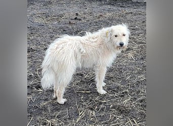 LEOTIE ♥ - Gerettet aus Horror Tötung Slatina, Ostern'22