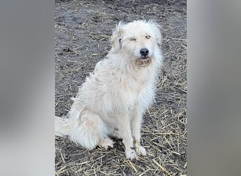 LEOTIE ♥ - Gerettet aus Horror Tötung Slatina, Ostern'22