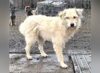 LEOTIE gerettet aus Horror Tötung Slatina, Ostern'22