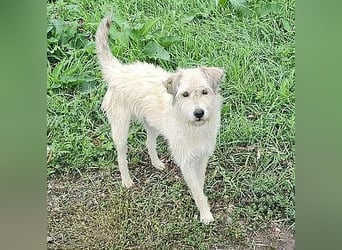 LEOTIE ♥ - Gerettet aus Horror Tötung Slatina, Ostern'22