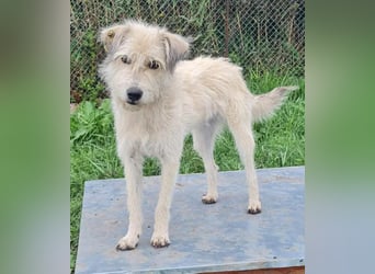 LEOTIE ♥ - Gerettet aus Horror Tötung Slatina, Ostern'22