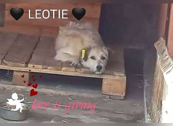 LEOTIE ♥ - Gerettet aus Horror Tötung Slatina, Ostern'22