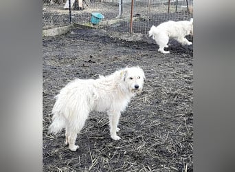 LEOTIE ♥ - Gerettet aus Horror Tötung Slatina, Ostern'22