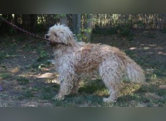 Ole sucht sein Körbchen bei erfahrenen Menschen