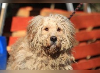 Ole sucht sein Körbchen bei erfahrenen Menschen