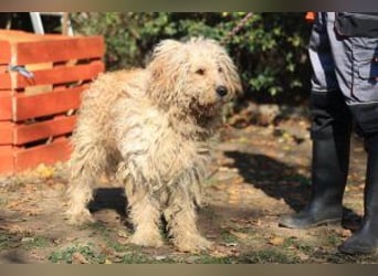 Ole sucht sein Körbchen bei erfahrenen Menschen