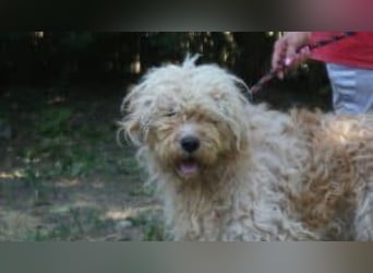 Ole sucht sein Körbchen bei erfahrenen Menschen