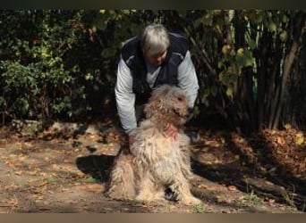 Ole sucht sein Körbchen bei erfahrenen Menschen