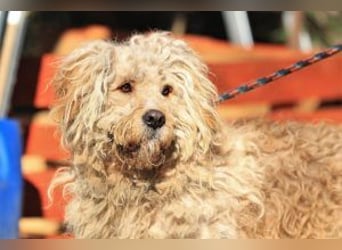 Ole sucht sein Körbchen bei erfahrenen Menschen