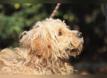 Ole sucht sein Körbchen bei erfahrenen Menschen