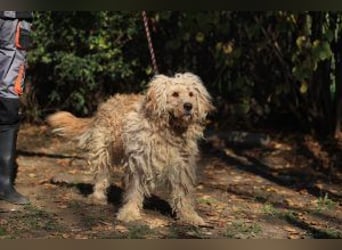 Ole sucht sein Körbchen bei erfahrenen Menschen