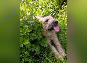 Chupo - vermutlich Bernerdoodle