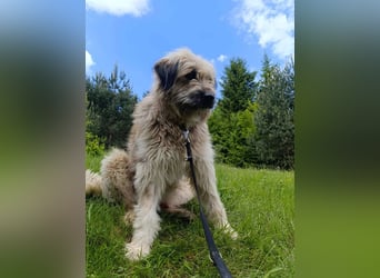 Chupo - vermutlich Bernerdoodle