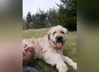 Chupo - vermutlich Bernerdoodle