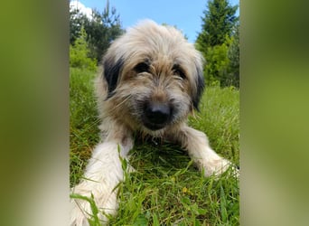 Chupo - vermutlich Bernerdoodle