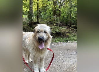 Chupo - vermutlich Bernerdoodle