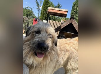 Chupo - vermutlich Bernerdoodle