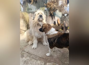 Chupo - wunderbvoller Charakter