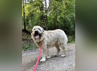 Chupo - vermutlich Bernerdoodle