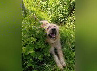 Chupo - vermutlich Bernerdoodle