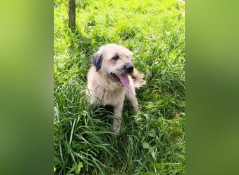 Chupo - vermutlich Bernerdoodle