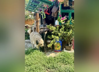 Chupo - vermutlich Bernerdoodle