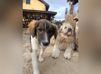 Chupo - wunderbvoller Charakter