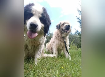 Chupo - vermutlich Bernerdoodle