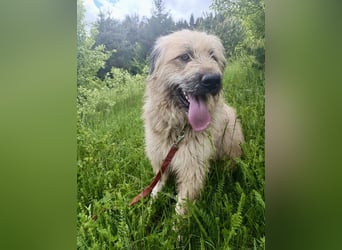 Chupo - vermutlich Bernerdoodle