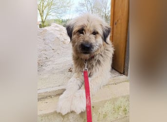 Chupo - vermutlich Bernerdoodle