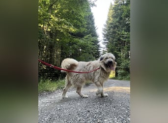 Chupo - vermutlich Bernerdoodle