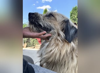 Chupo - vermutlich Bernerdoodle