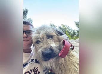 Chupo - vermutlich Bernerdoodle