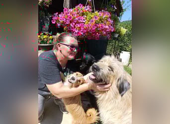 Chupo - vermutlich Bernerdoodle