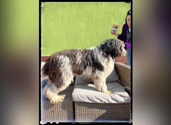 Nini - freundlich, fröhlich und agil - sucht ihre Menschen