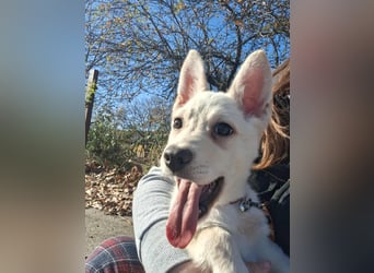 Der liebe Milo würde gerne ihr Begleiter werden !