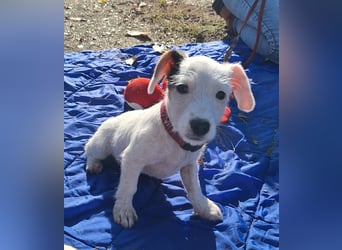 Die liebe, fröhliche Nana sucht ein Zuhause !