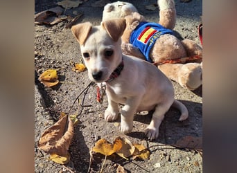 Der sanfte Rombusz sucht Liebe und Geborgenheit !