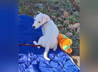 Die liebe, fröhliche Nana sucht ein Zuhause !