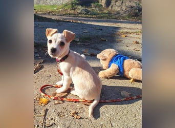 Der sanfte Rombusz sucht Liebe und Geborgenheit !